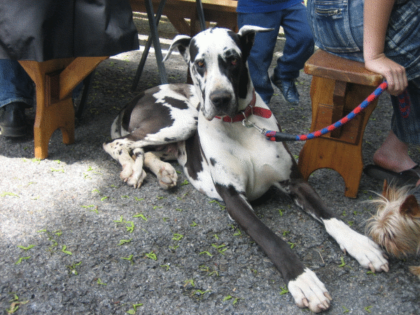 Dogue Allemand.