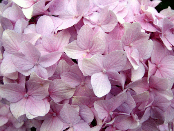 Hortensia.